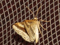 Ligdia pectinicornis