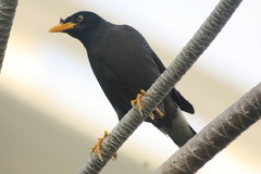 Acridotheres javanicus