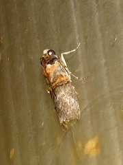 Hypargyria metalliferella
