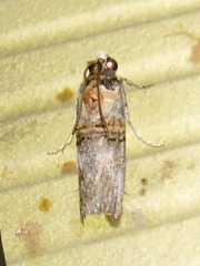 Hypargyria metalliferella