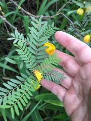 Senna coronilloides