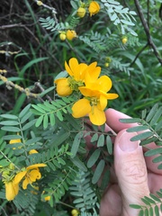 Senna coronilloides