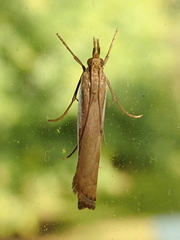Orocrambus flexuosellus