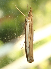 Orocrambus flexuosellus