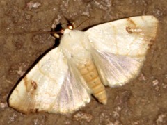 Xanthodes albago