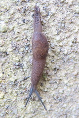 Ostracolethinae