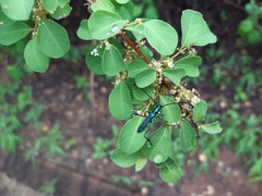 Hypocrites obtusipennis