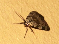 Sommeria culta