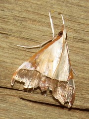 Viettessa margaritalis