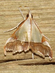 Viettessa margaritalis