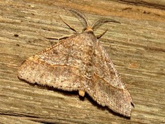 Chiasmia normata