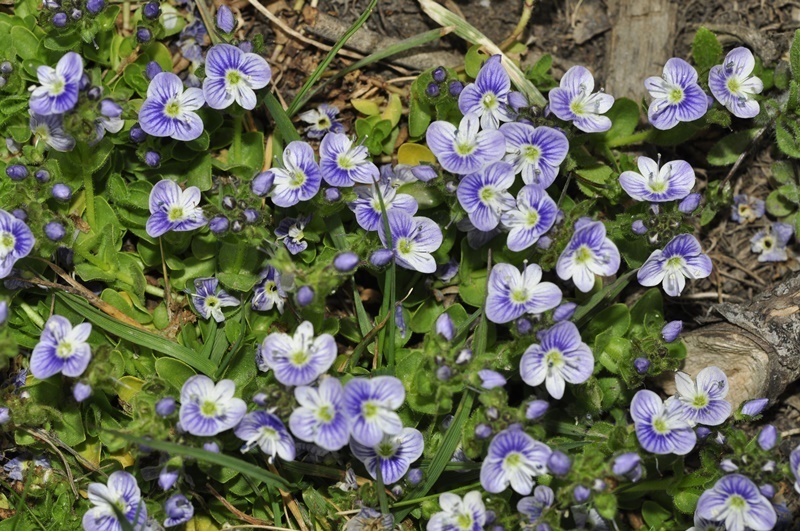 Veronica nevadensis