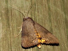 Hypocala deflorata