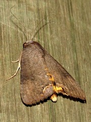 Hypocala deflorata