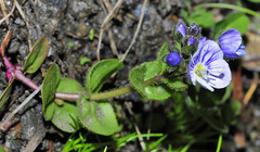 Veronica nevadensis