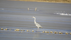 Ardea cinerea