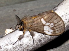 Palasea albimacula