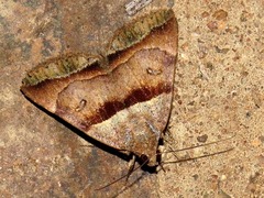 Plecopterodes moderata