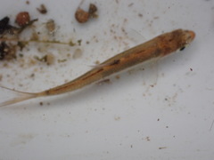 Opsariichthys evolans