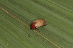 Cyclocephala melanocephala