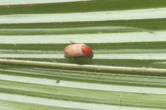 Cyclocephala melanocephala