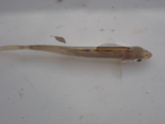 Opsariichthys evolans