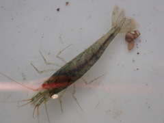 Caridina cantonensis