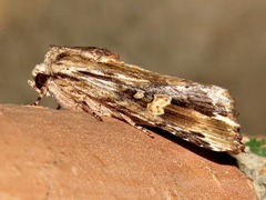 Magusa versicolora