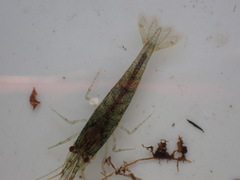 Caridina cantonensis
