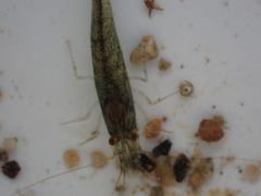 Caridina cantonensis