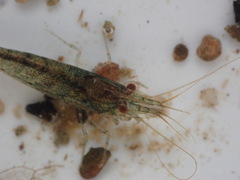 Caridina cantonensis