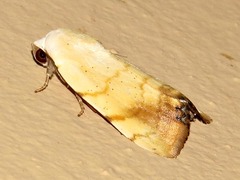 Xanthodes albago