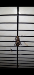 Chaetodera regalis