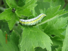 Euchalcia variabilis