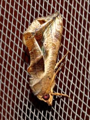 Oraesia emarginata