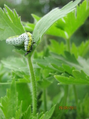 Euchalcia variabilis