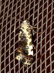 Acontia conifrons