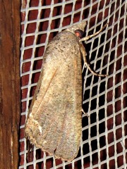 Hypocala deflorata