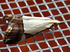 Viettessa margaritalis