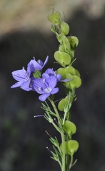 Veronica tenuifolia fontqueri