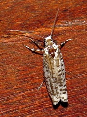 Yponomeuta strigillatus