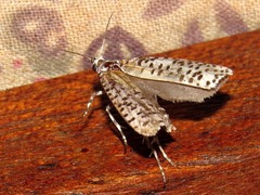 Yponomeuta strigillatus