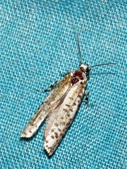 Yponomeuta strigillatus