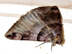 Dysgonia angularis