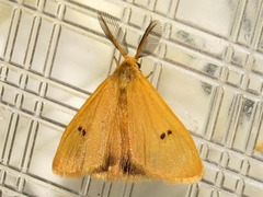 Bracharoa quadripunctata