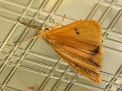 Bracharoa quadripunctata