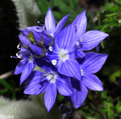 Veronica tenuifolia fontqueri