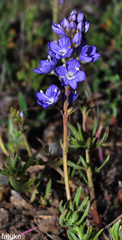 Veronica tenuifolia fontqueri