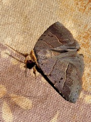 Plecoptera melalepis