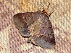 Plecoptera melalepis